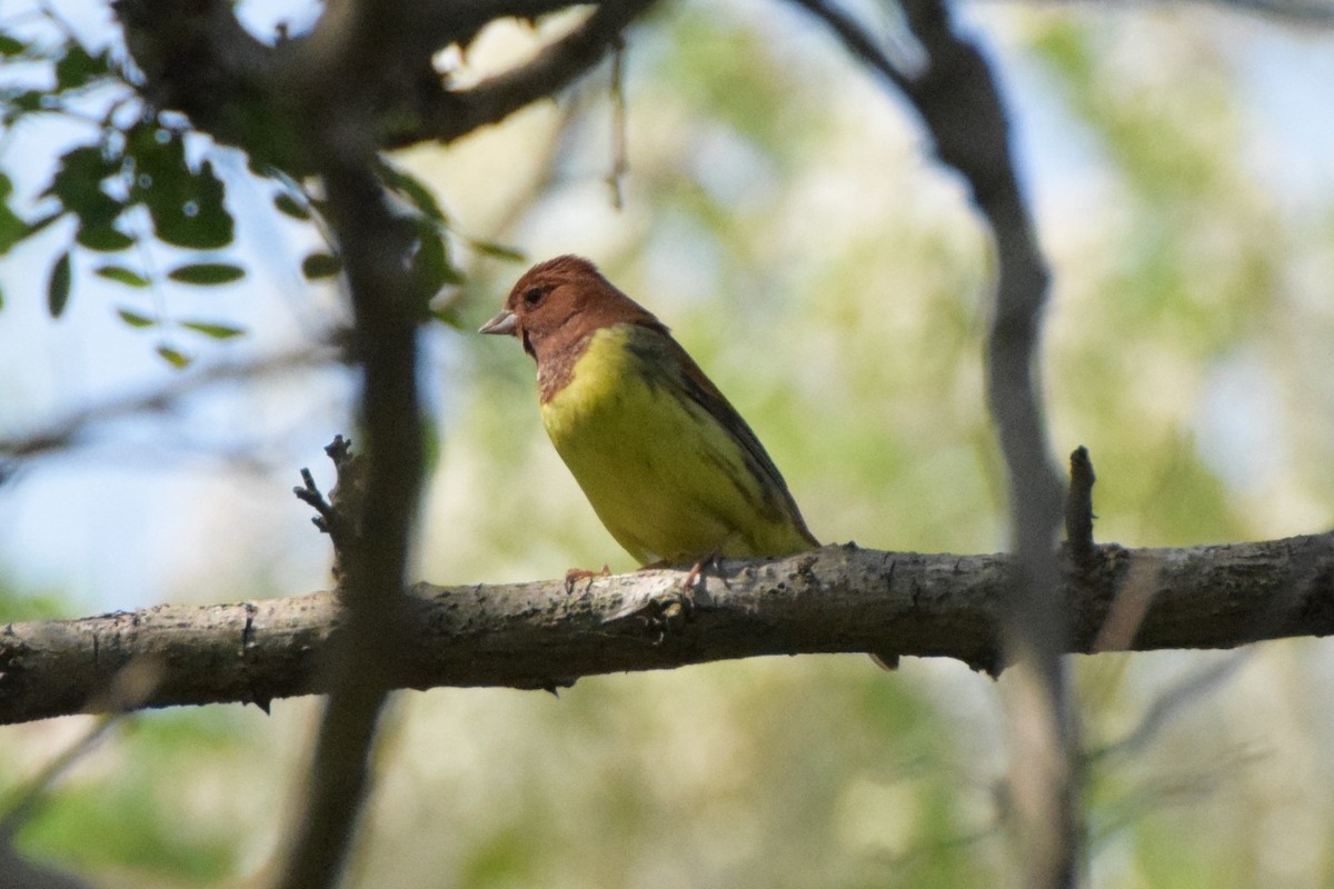 Chestnut Bunting - Andy Zhang