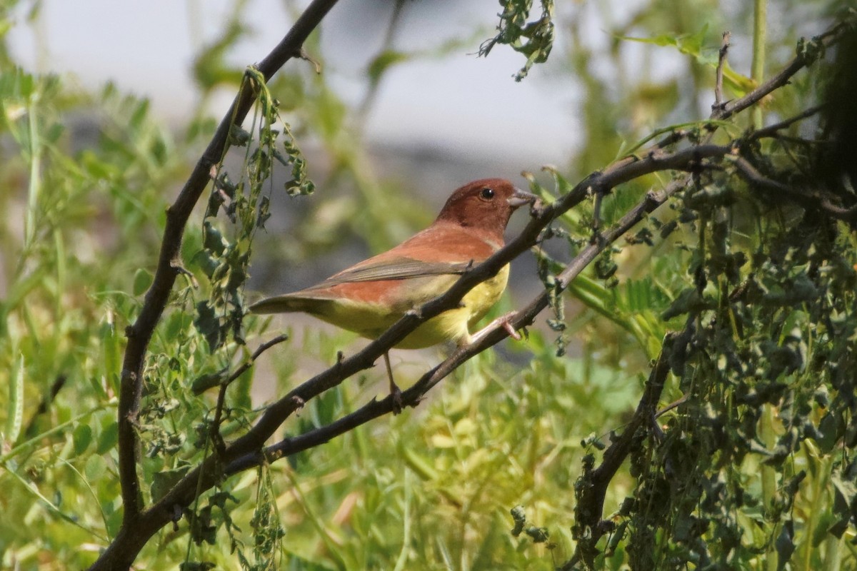 Chestnut Bunting - ML181519981