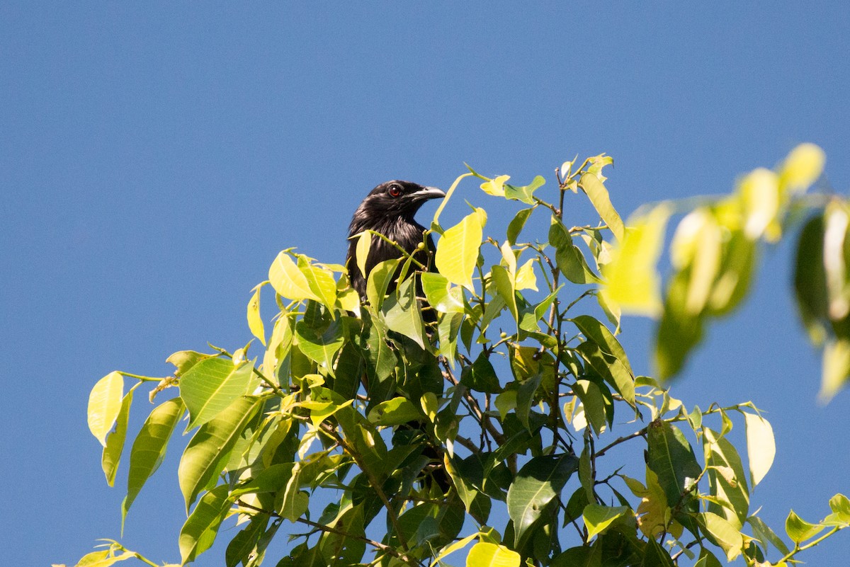 Brown-winged Starling - ML181520881
