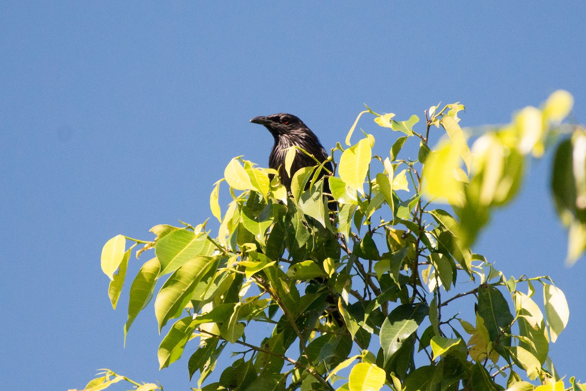 Brown-winged Starling - ML181520891
