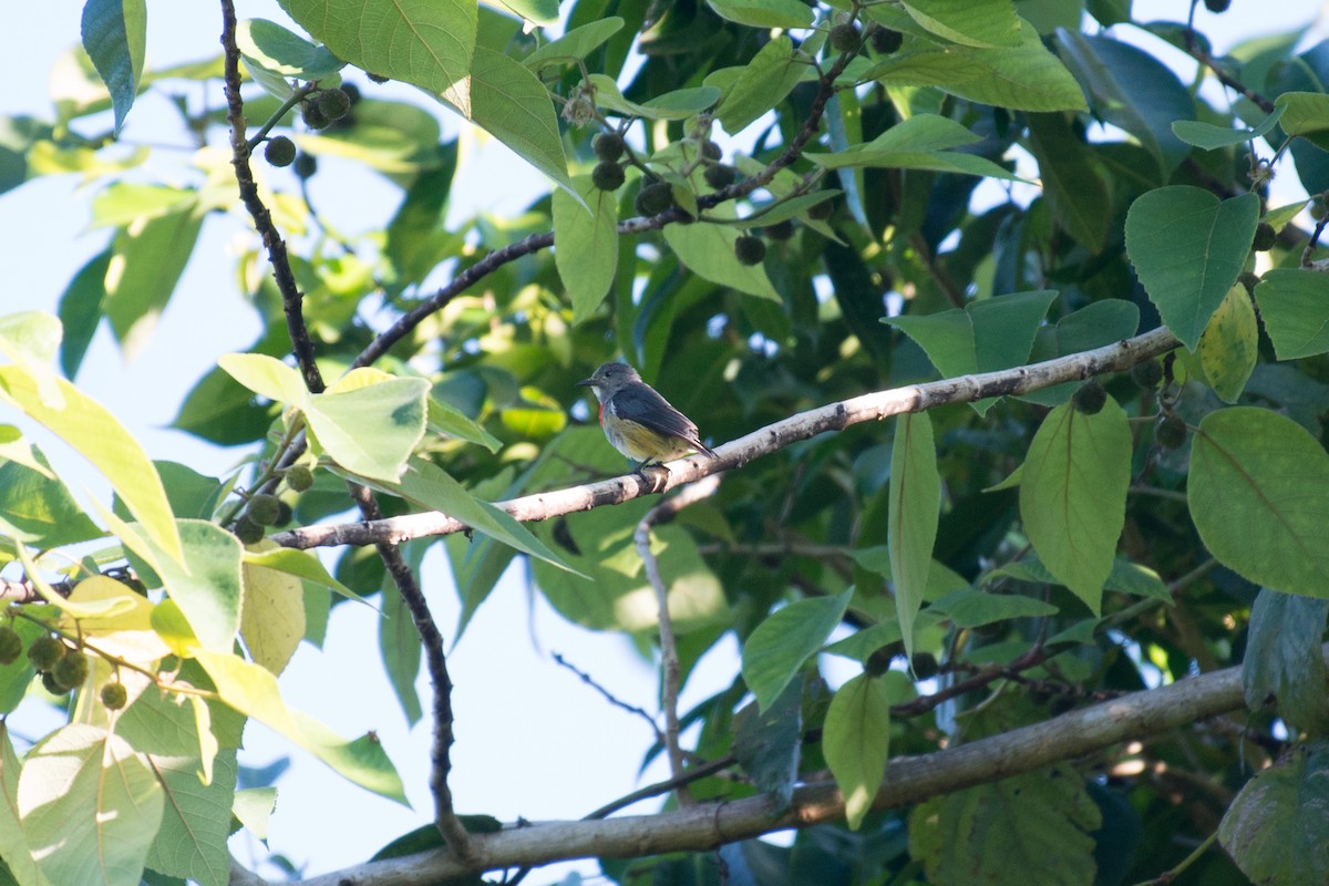 Midget Flowerpecker - ML181520911