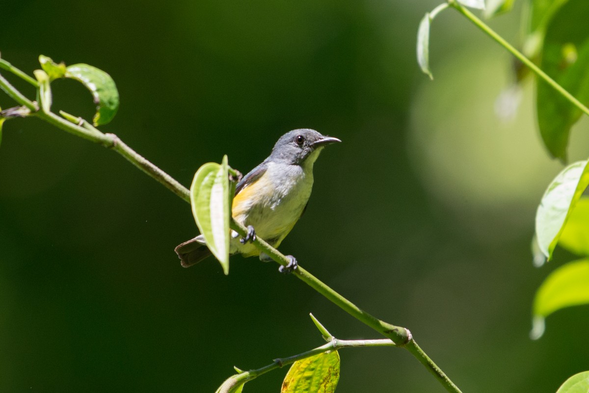 Midget Flowerpecker - ML181520931