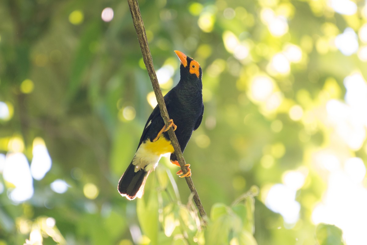 Long-tailed Myna - ML181520971