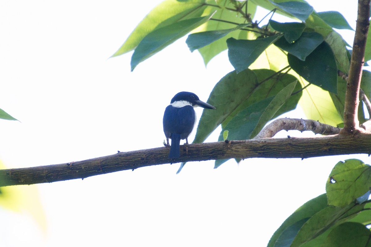 Ultramarine Kingfisher - John C. Mittermeier