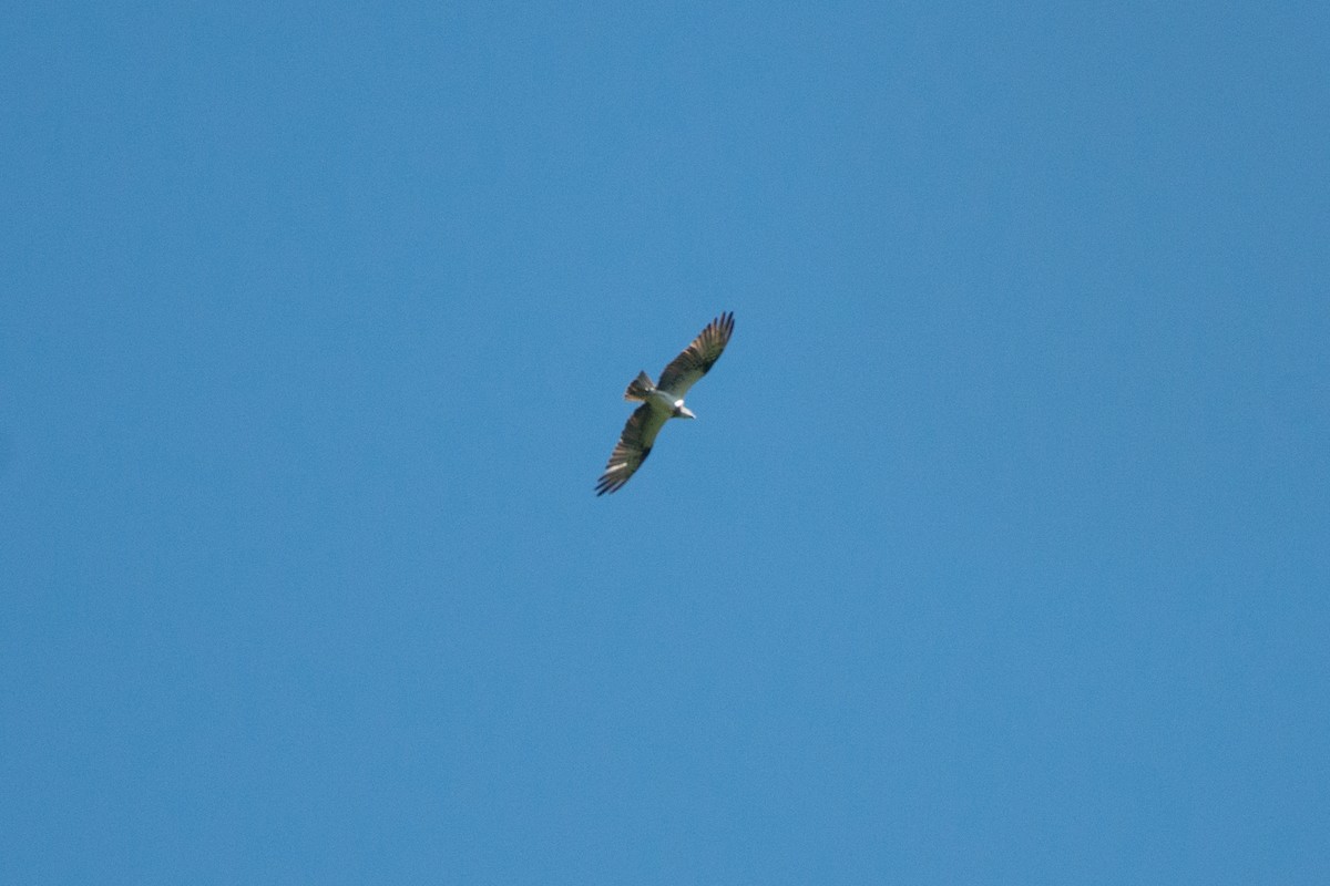 Balbuzard pêcheur (cristatus) - ML181521031