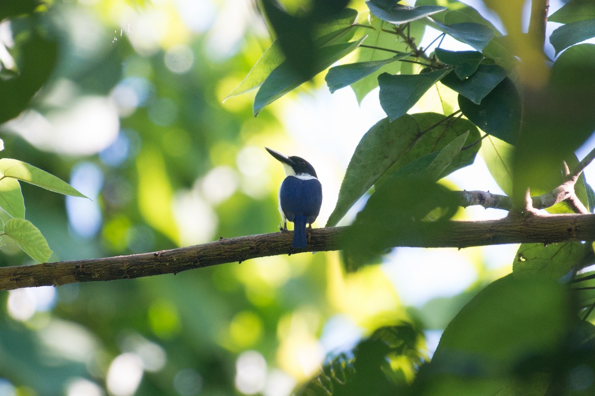 Ultramarine Kingfisher - ML181521041