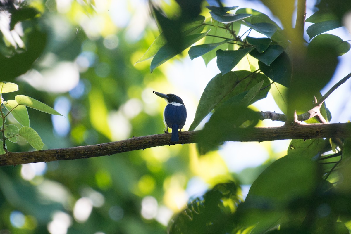 Ultramarine Kingfisher - ML181521061