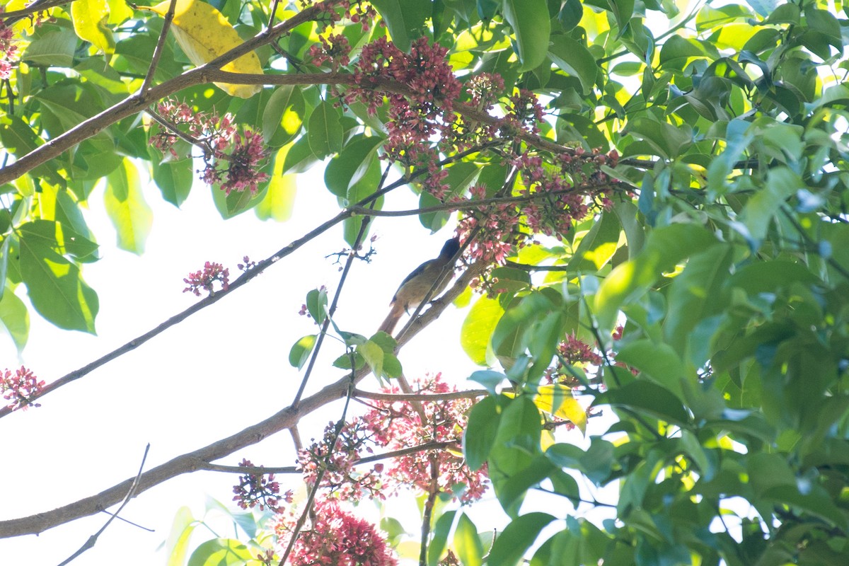 Black-headed Myzomela - ML181521081