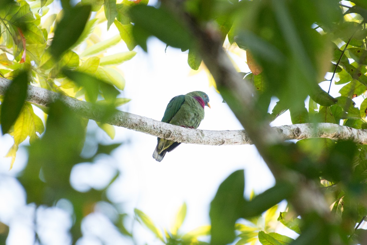 Claret-breasted Fruit-Dove - ML181521151