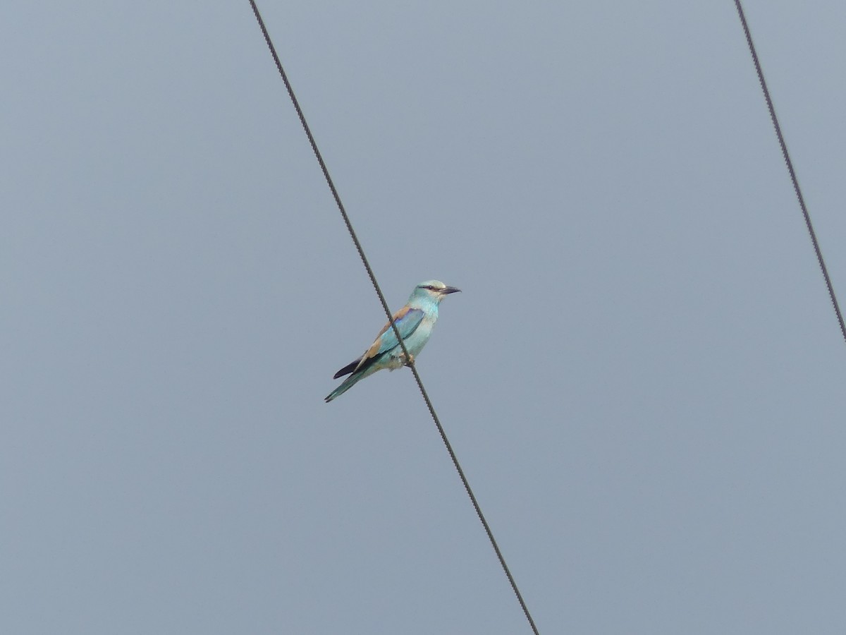 European Roller - ML181521161