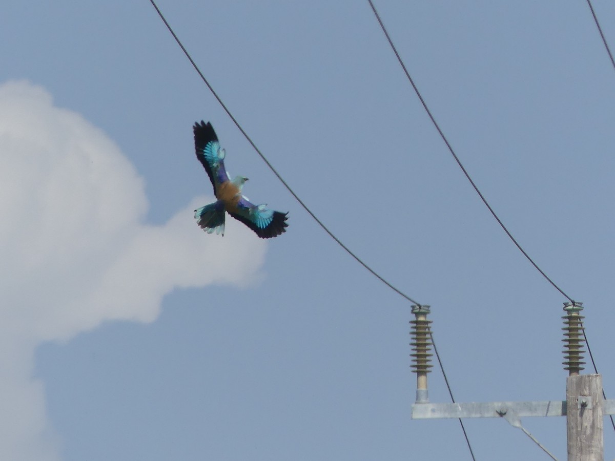European Roller - ML181521171