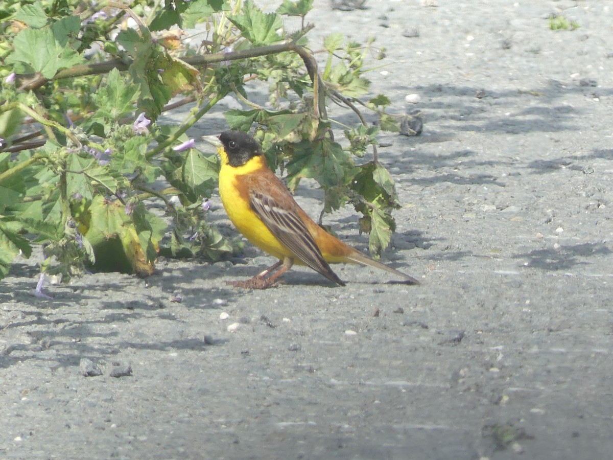 Black-headed Bunting - ML181521181