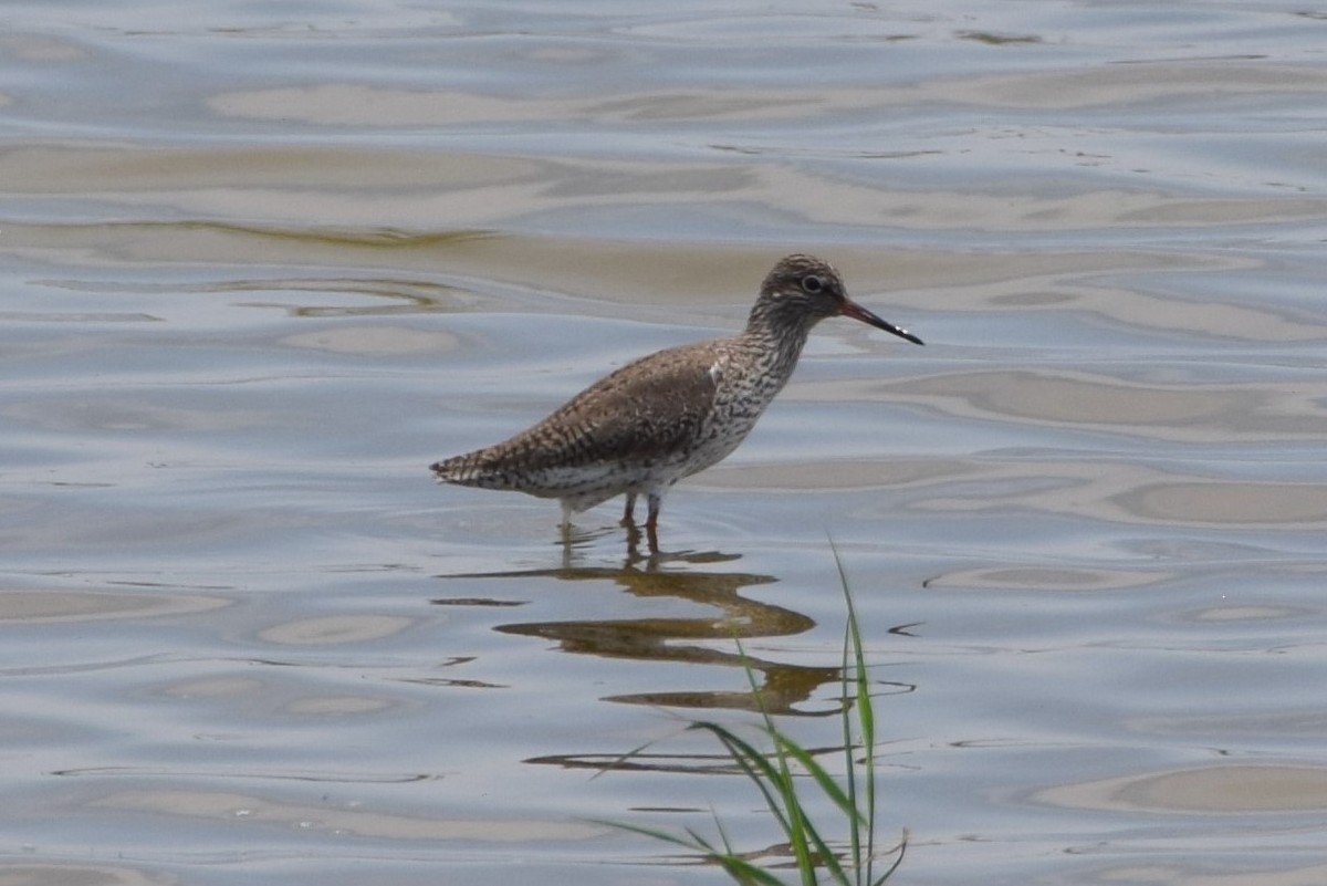 Common Redshank - Andy Zhang