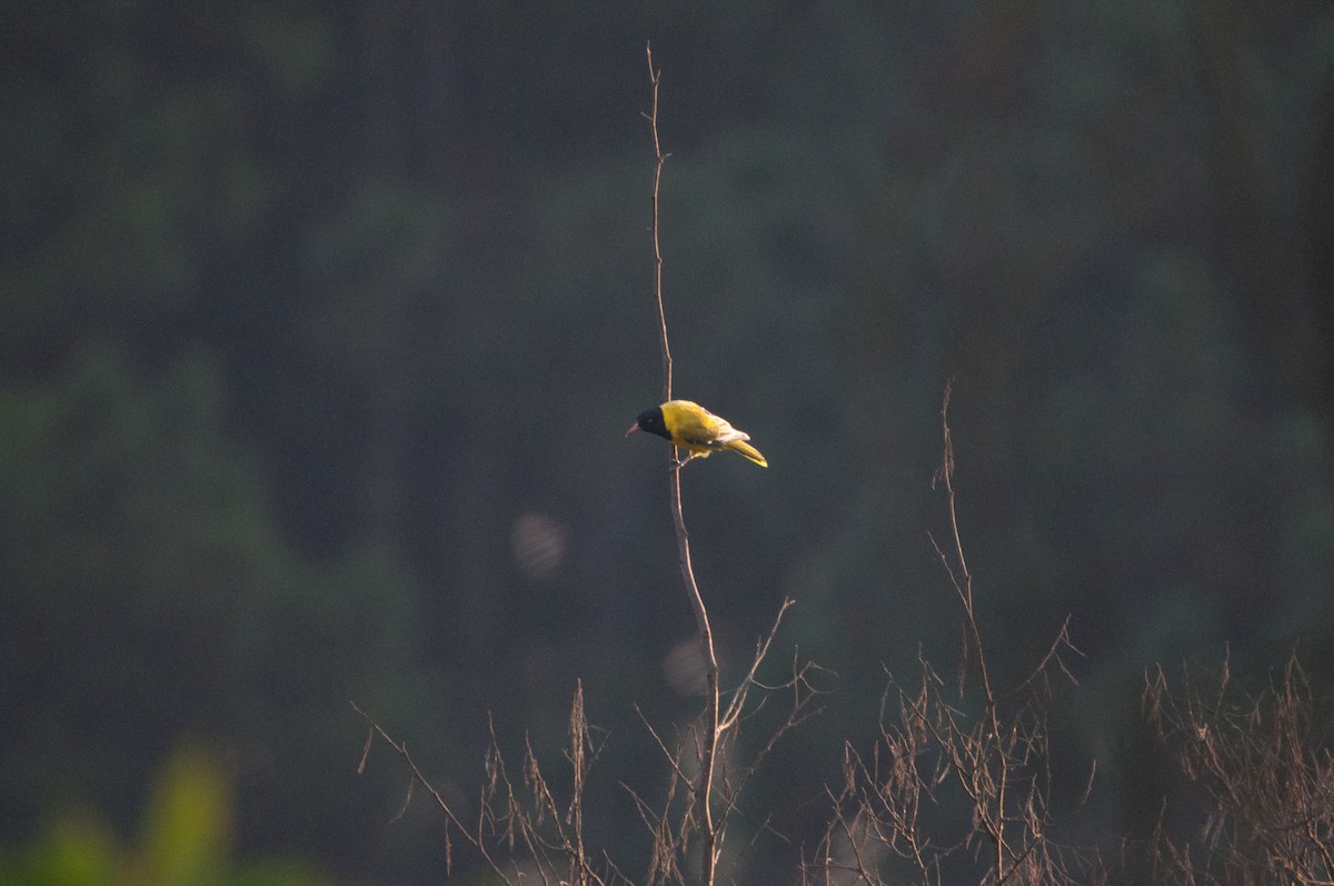 African Black-headed Oriole - ML181523501