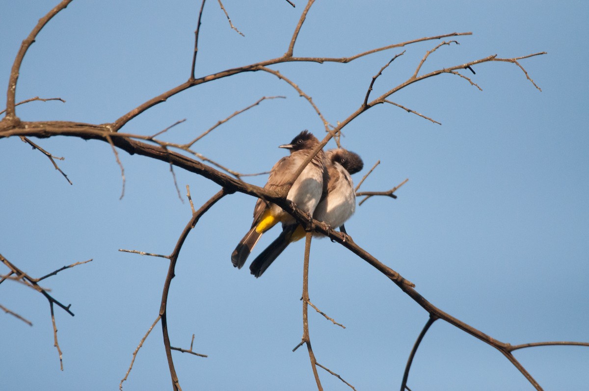 Common Bulbul (Dark-capped) - ML181523621