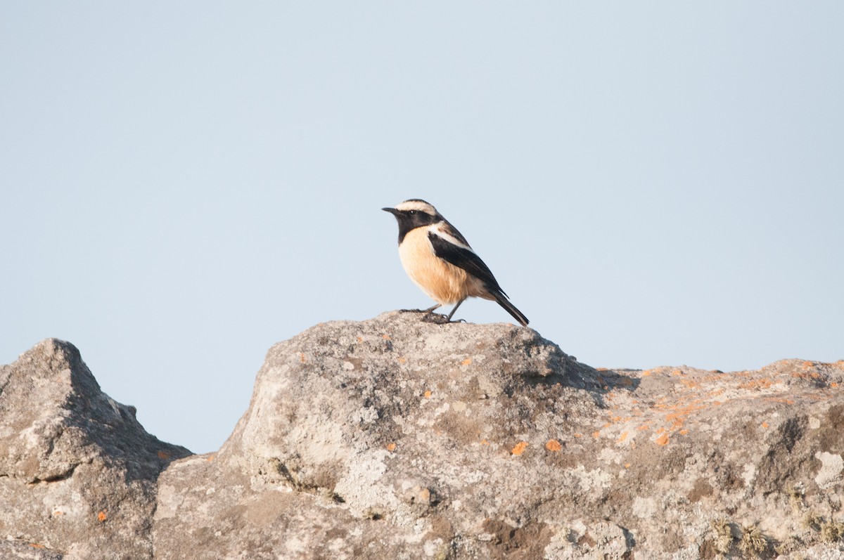 Buff-streaked Chat - ML181523741