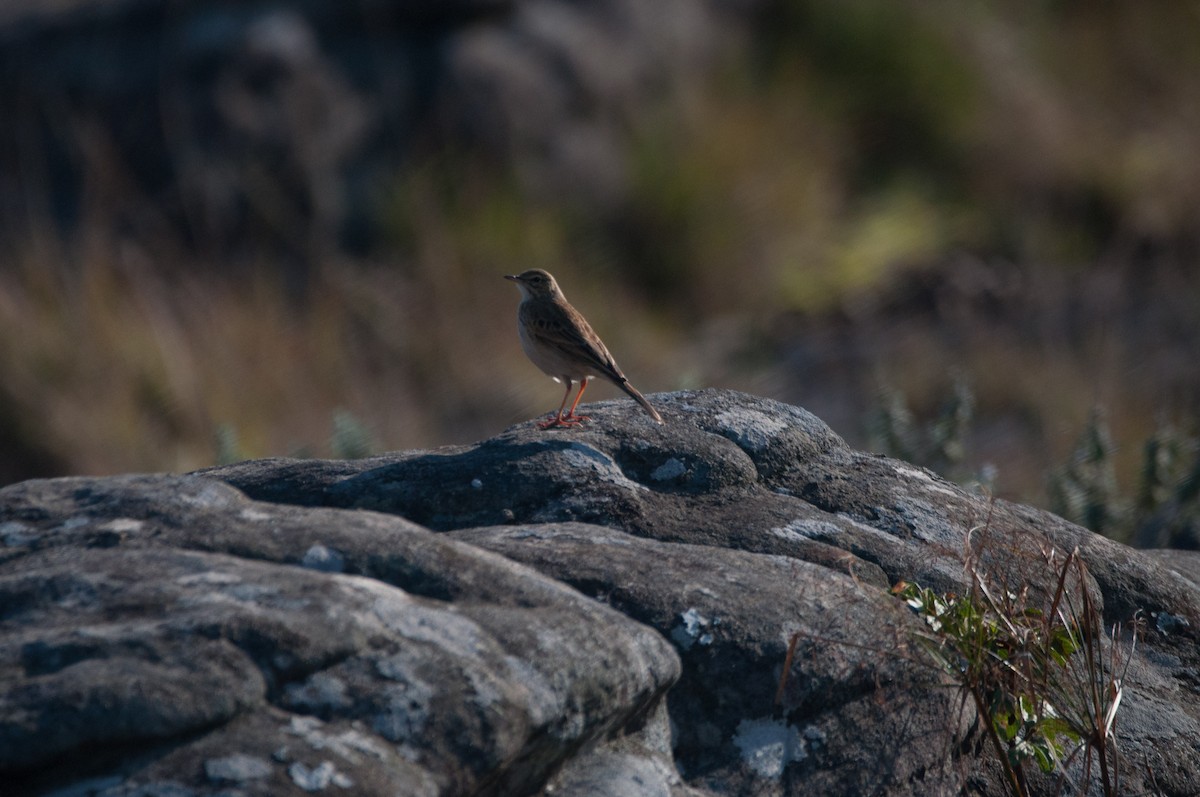 Plain-backed Pipit - ML181523771