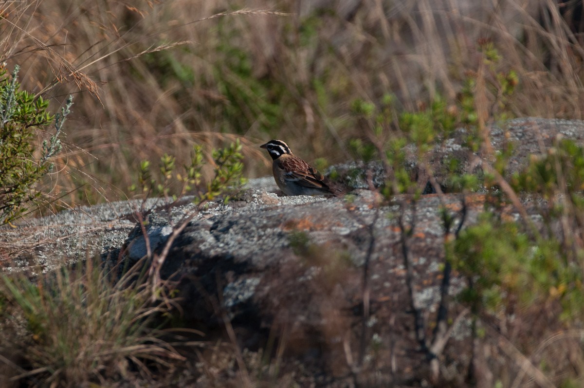 Golden-breasted Bunting - Johnny Wilson