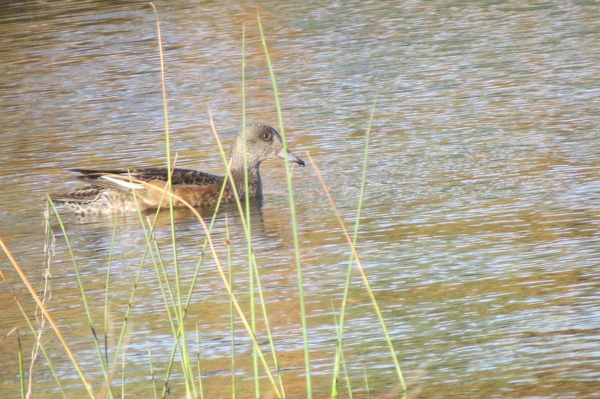 American Wigeon - David Goodward