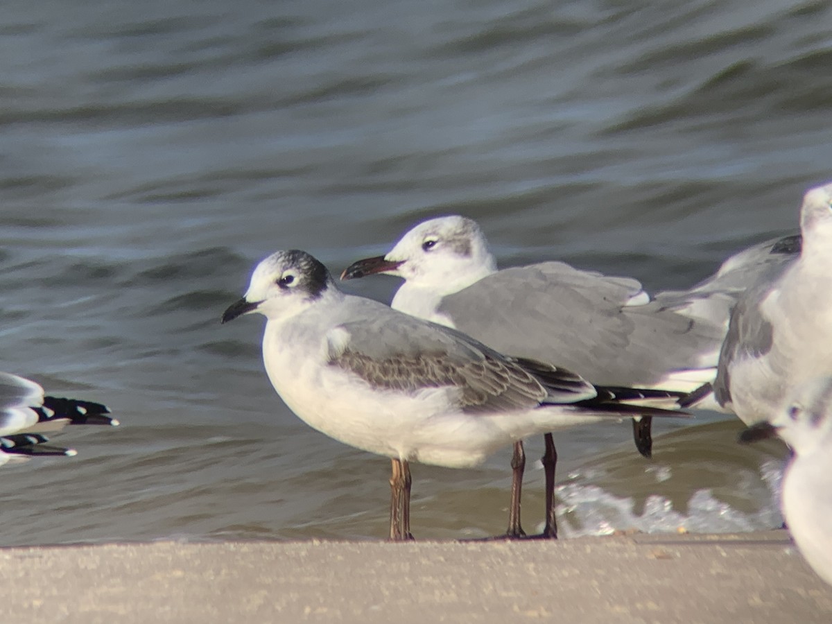 Franklin's Gull - ML181524351