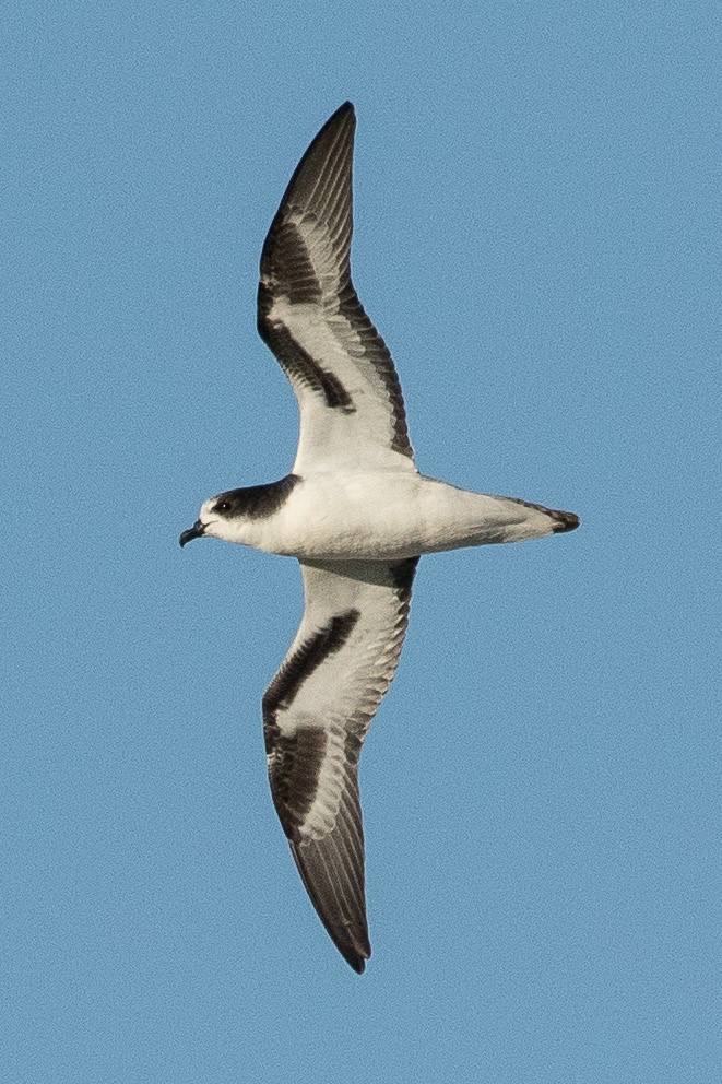 Petrel de las Bonin - ML181526081