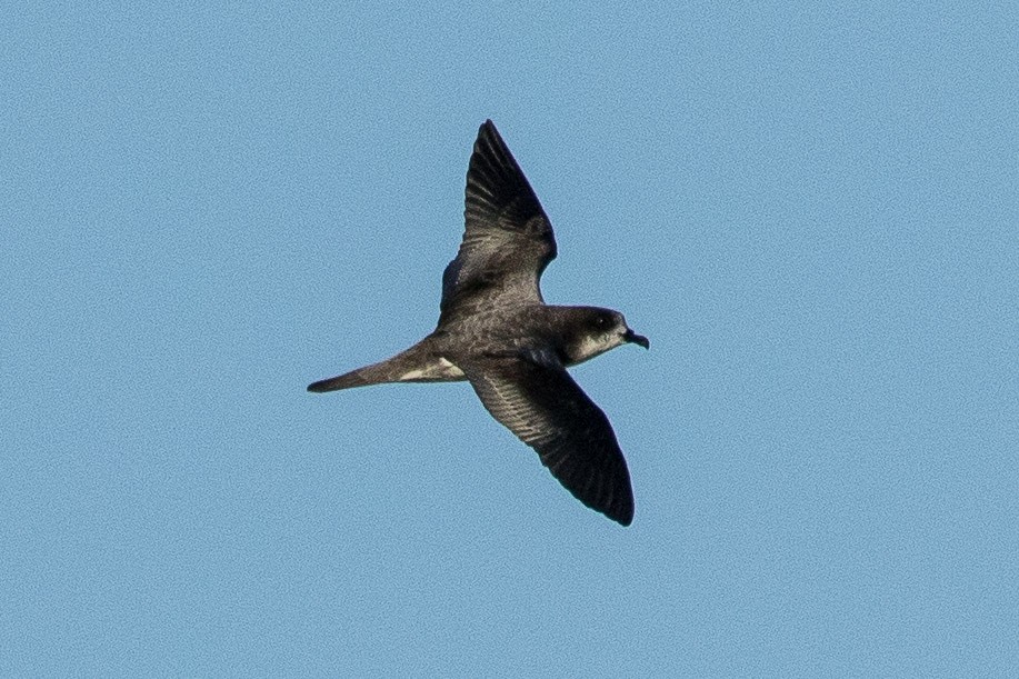 Petrel de las Bonin - ML181526101