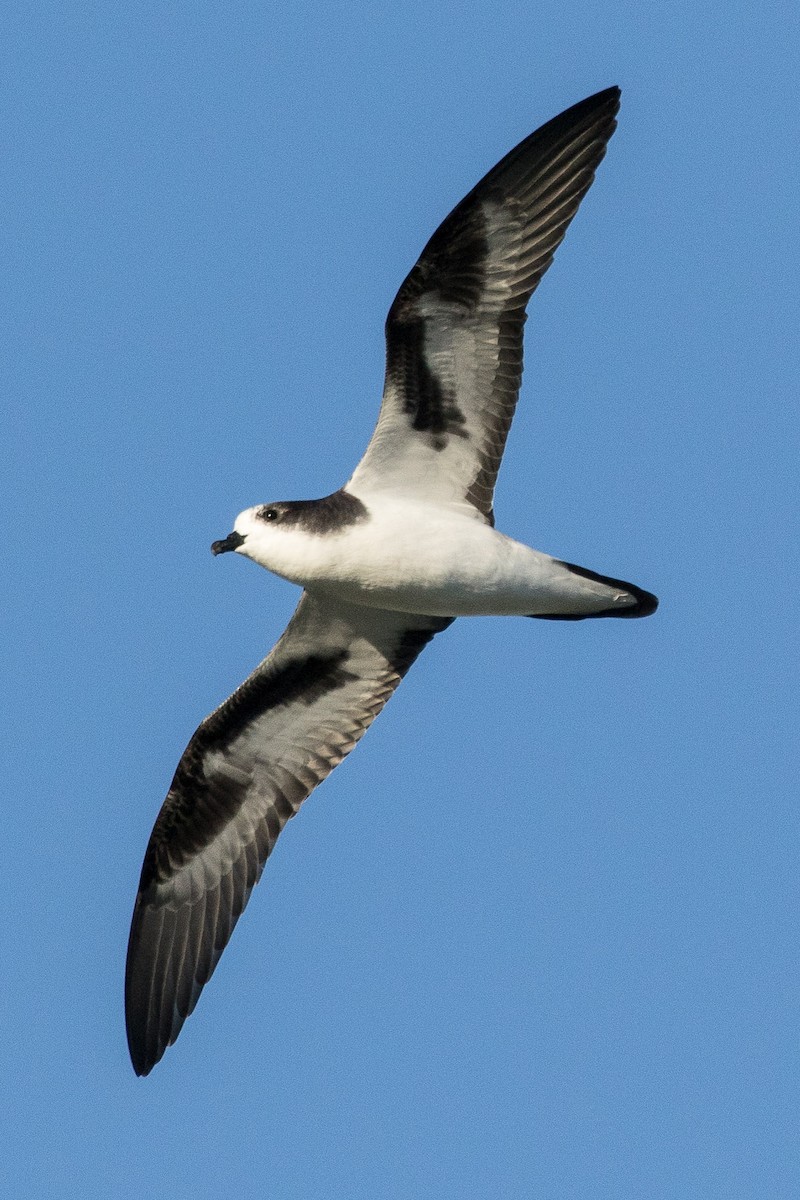 Petrel de las Bonin - ML181526161