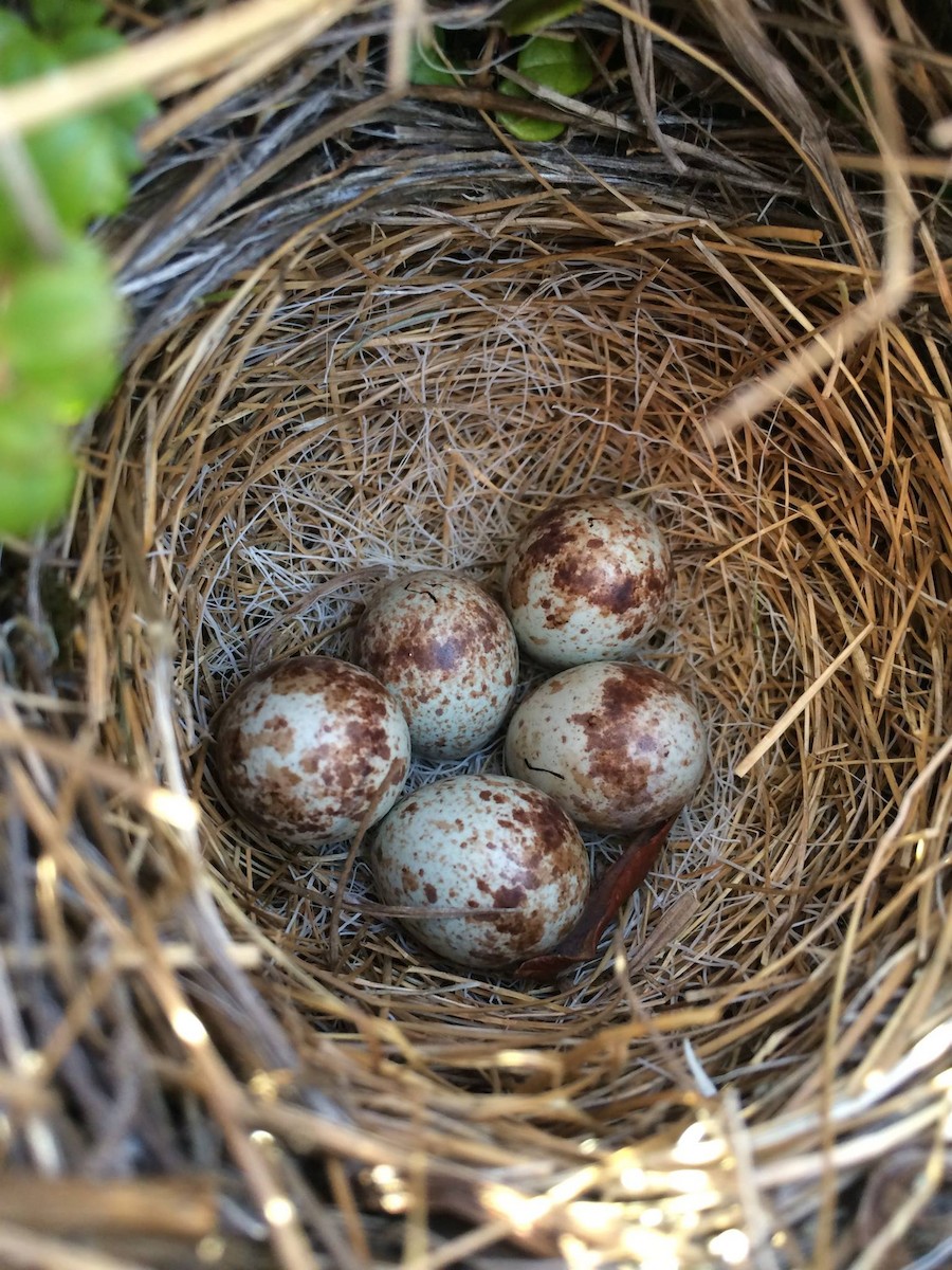 Savannah Sparrow - ML181527721