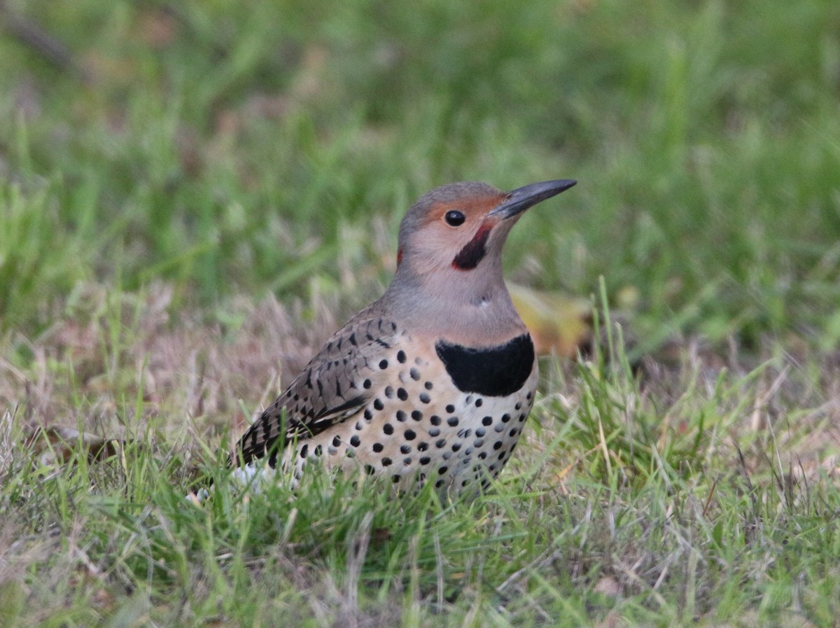 Northern Flicker (Yellow-shafted x Red-shafted) - ML181528431