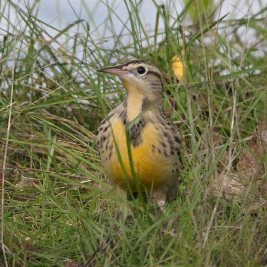 Western Meadowlark - ML181528461