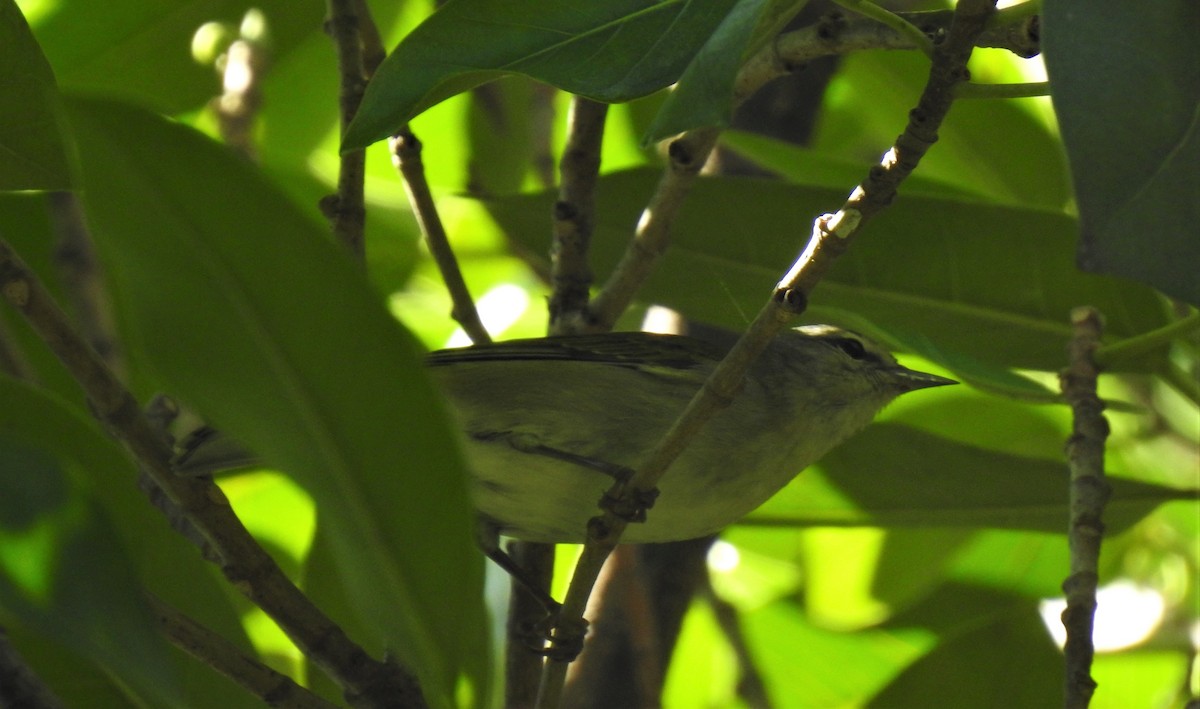 Tennessee Warbler - david gabay