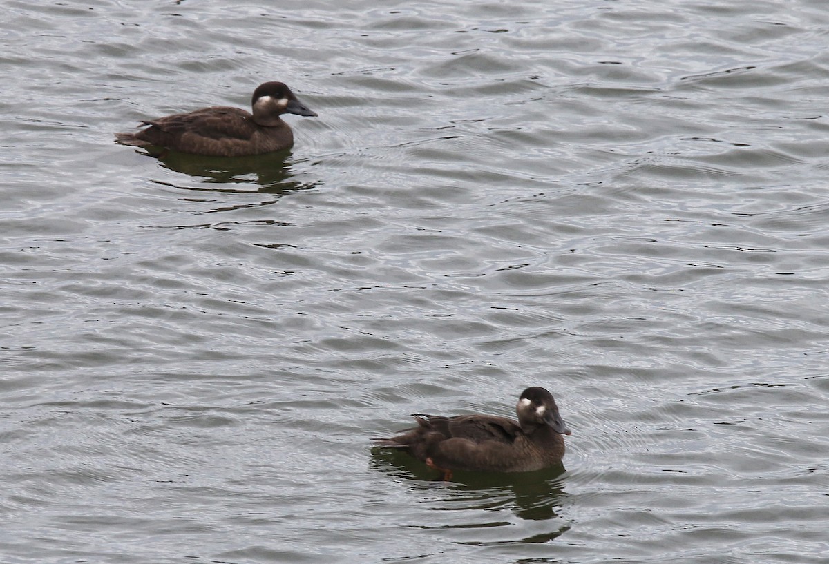 Surf Scoter - ML181529601