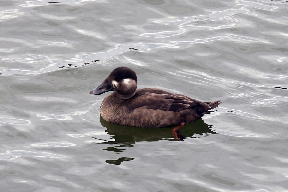 Surf Scoter - ML181529611
