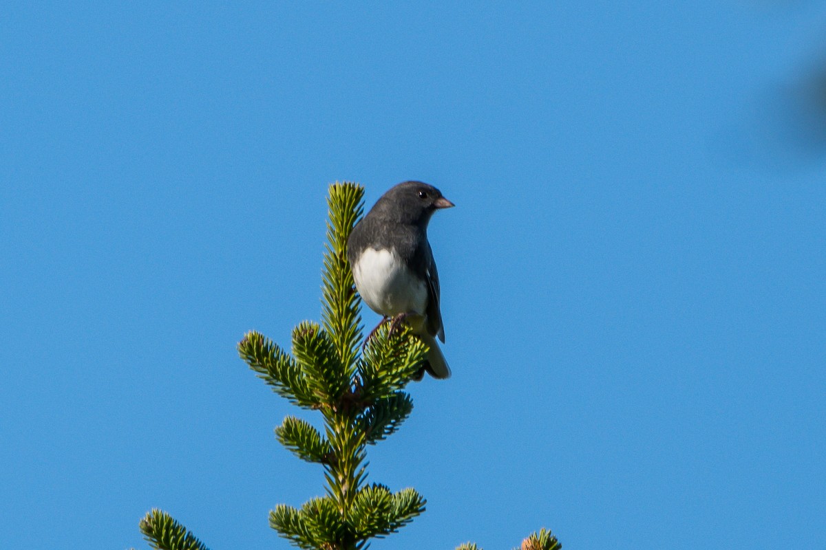 Dark-eyed Junco - Frank King