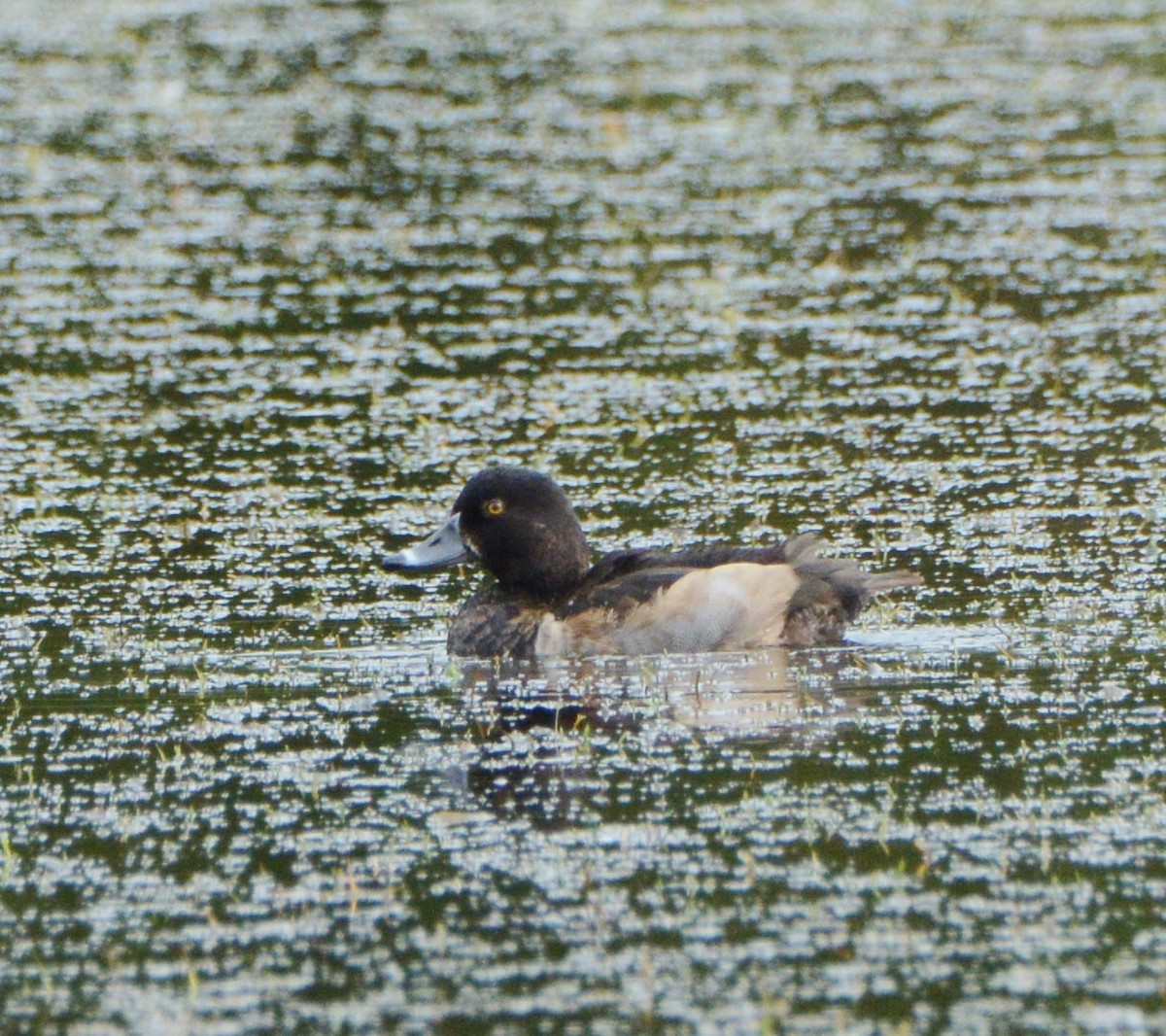Ring-necked Duck - Jim Macaluso
