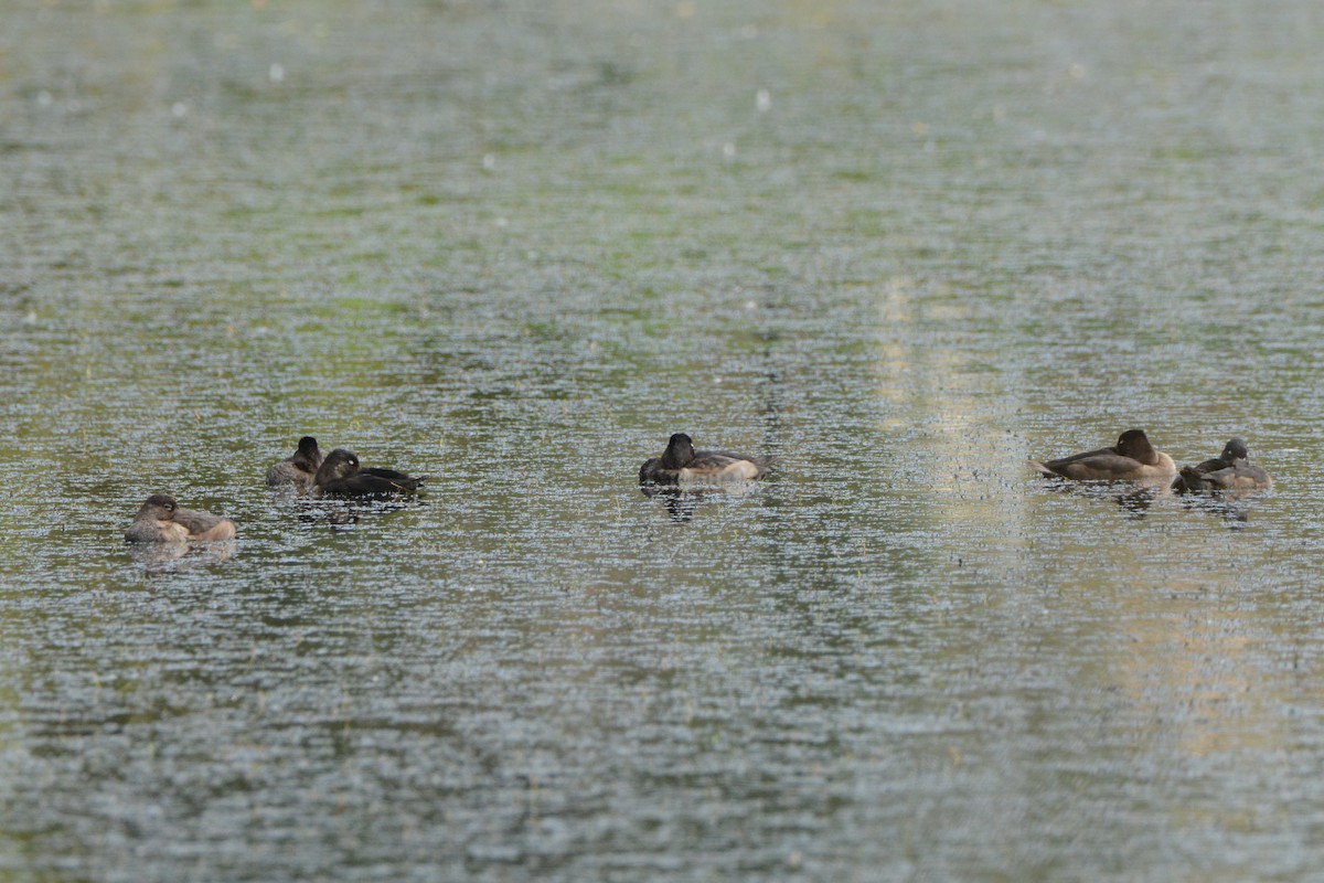 Ring-necked Duck - ML181534481