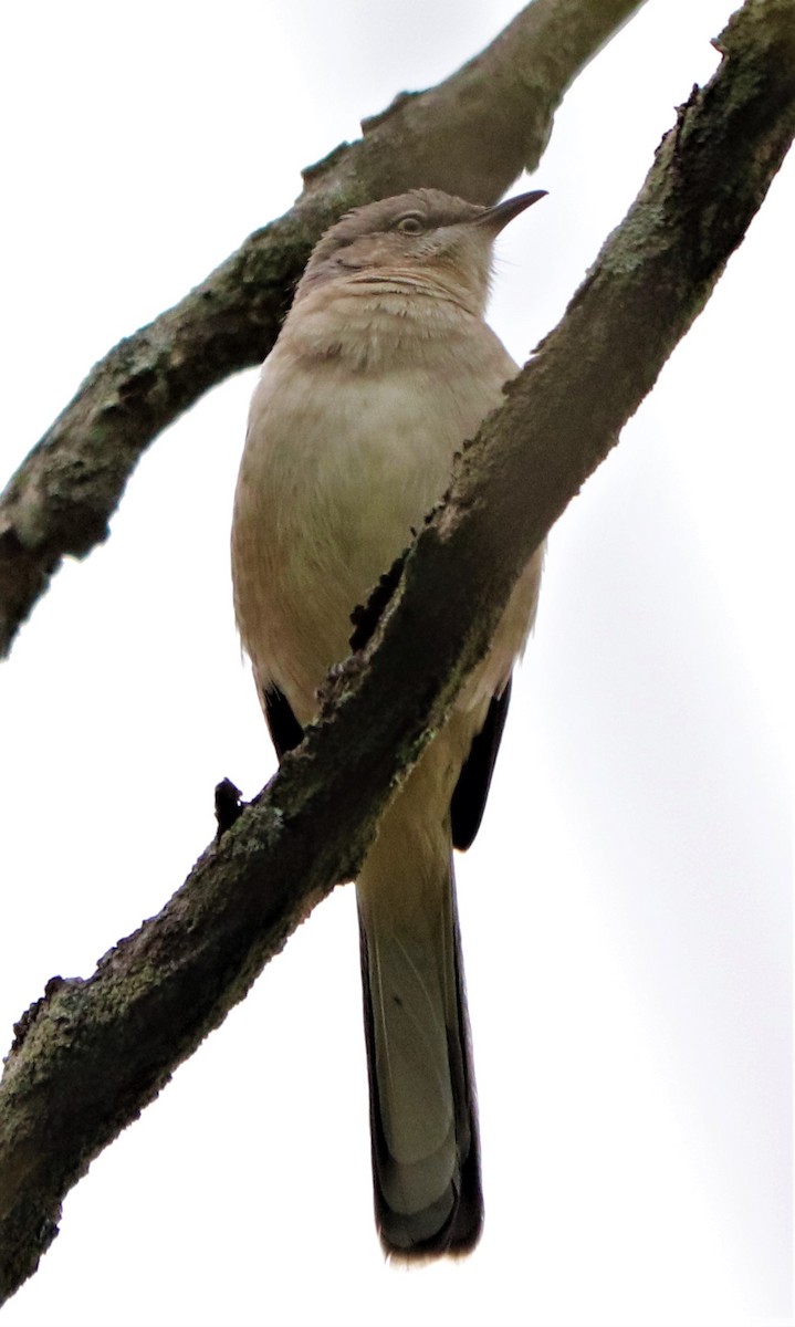 Northern Mockingbird - ML181534851