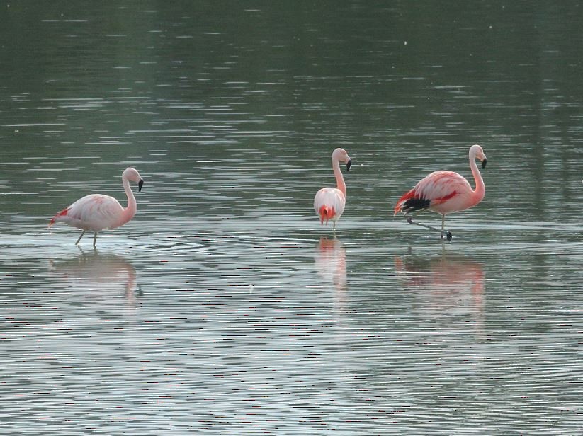 Chilean Flamingo - Ricardo Mitidieri