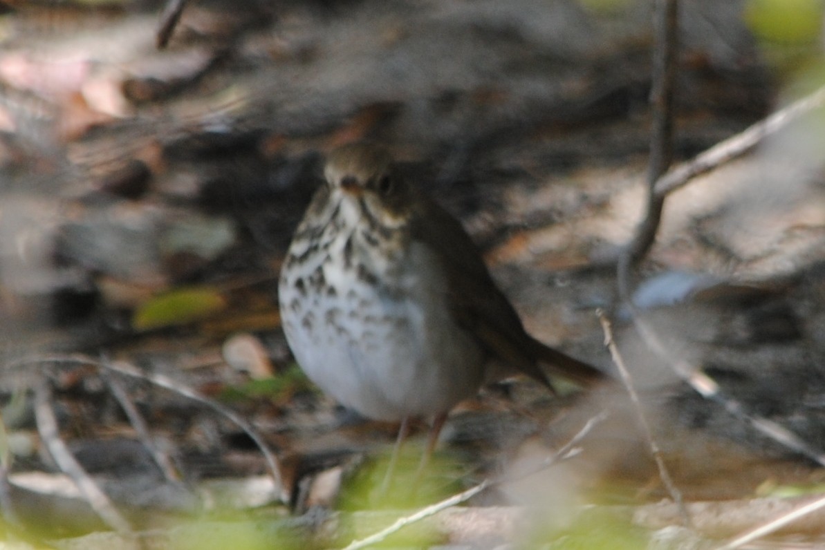 Hermit Thrush - ML181536021