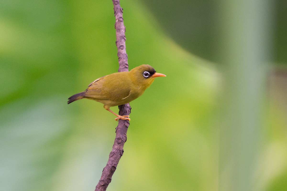 Splendid White-eye - John C. Mittermeier