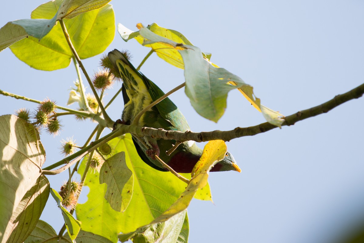 Claret-breasted Fruit-Dove - ML181536371