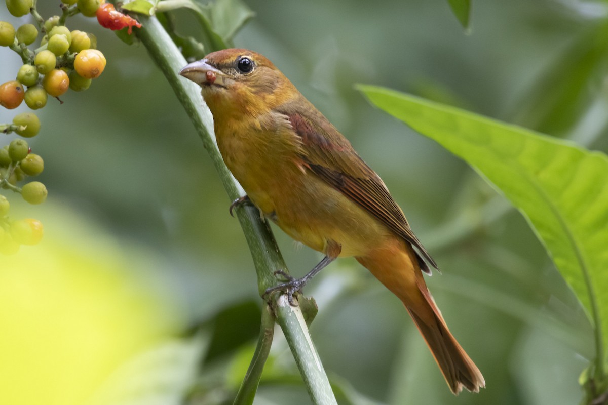 Summer Tanager - ML181539791