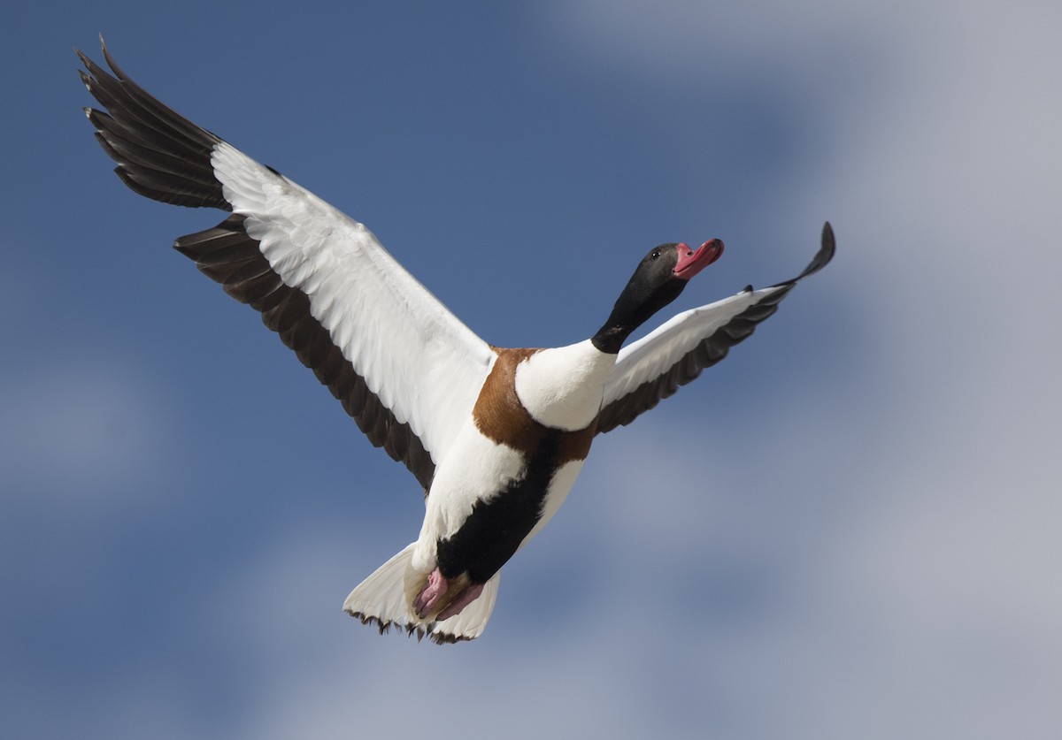 Common Shelduck - ML181539881