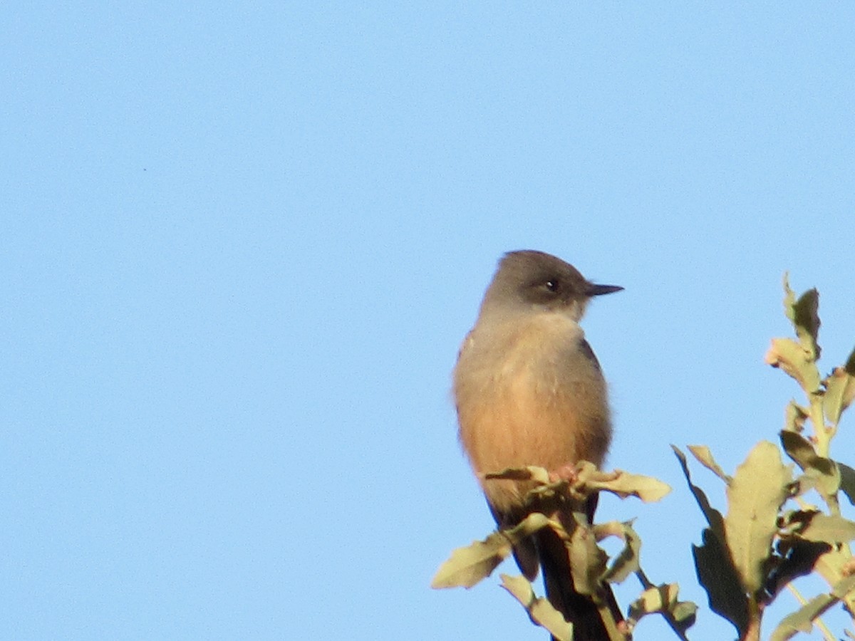 Say's Phoebe - scott baldinger