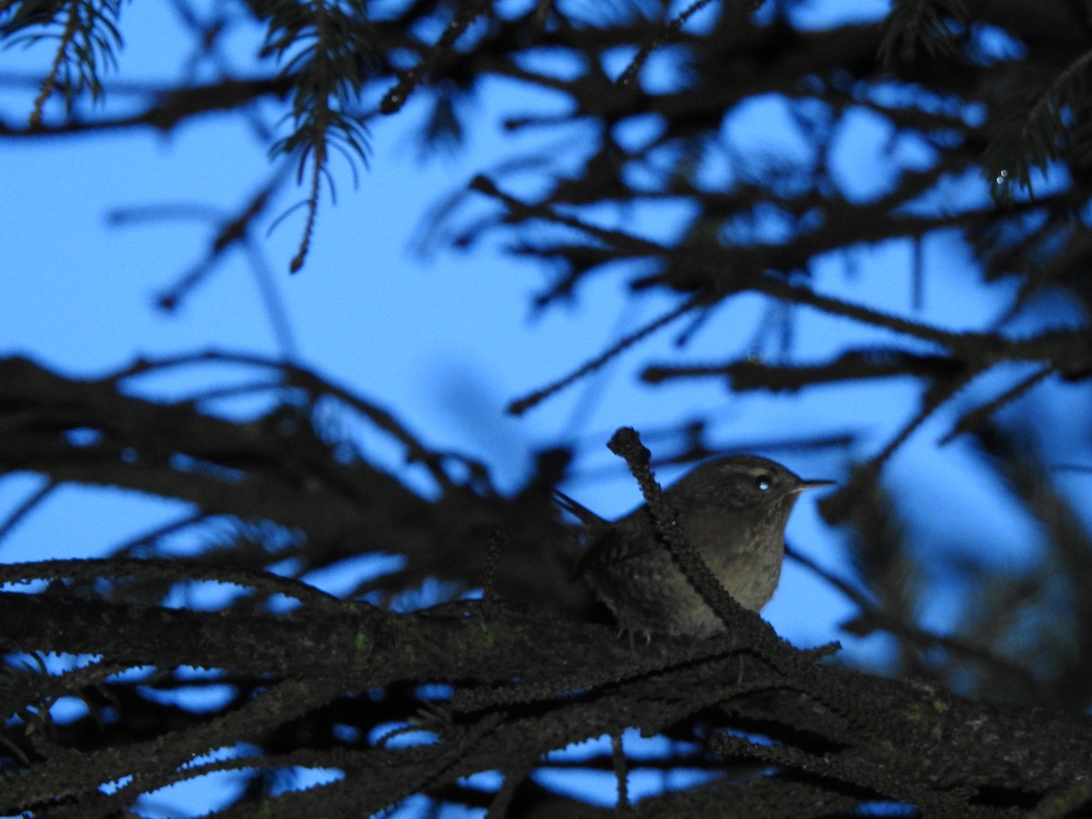 Pacific Wren - Laura Burke