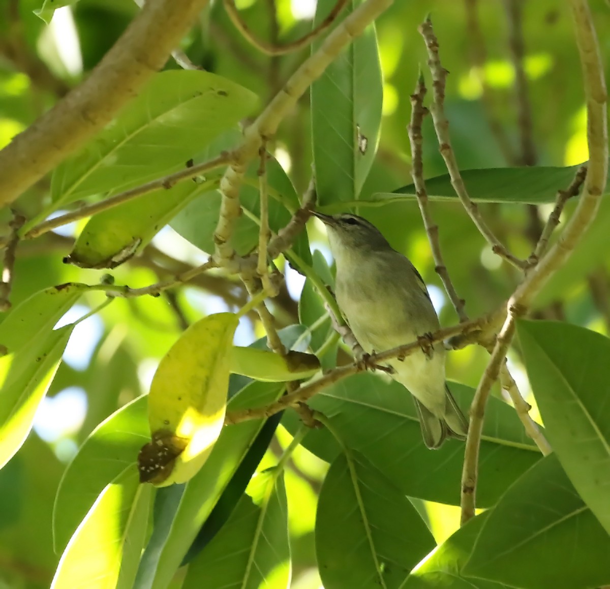 Tennessee Warbler - Thomas Smith