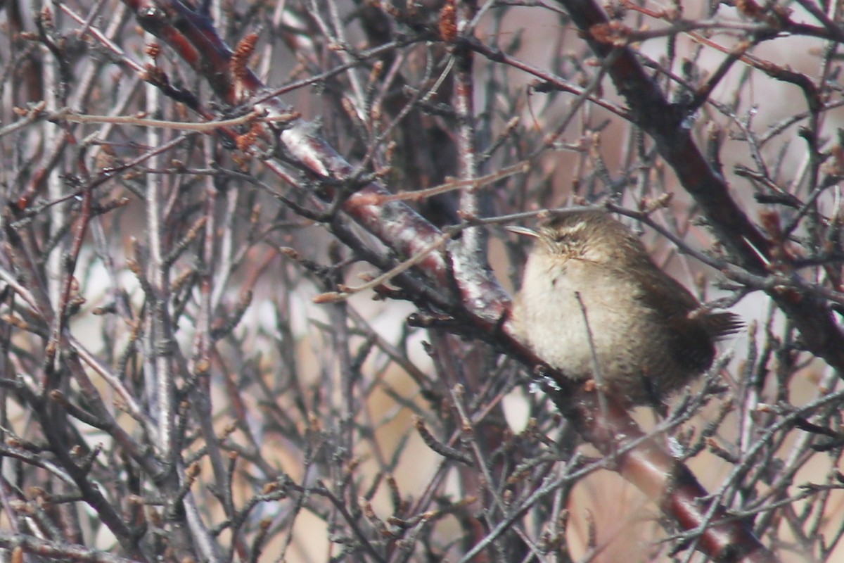 Eurasian Wren - Gustav Steinhardt