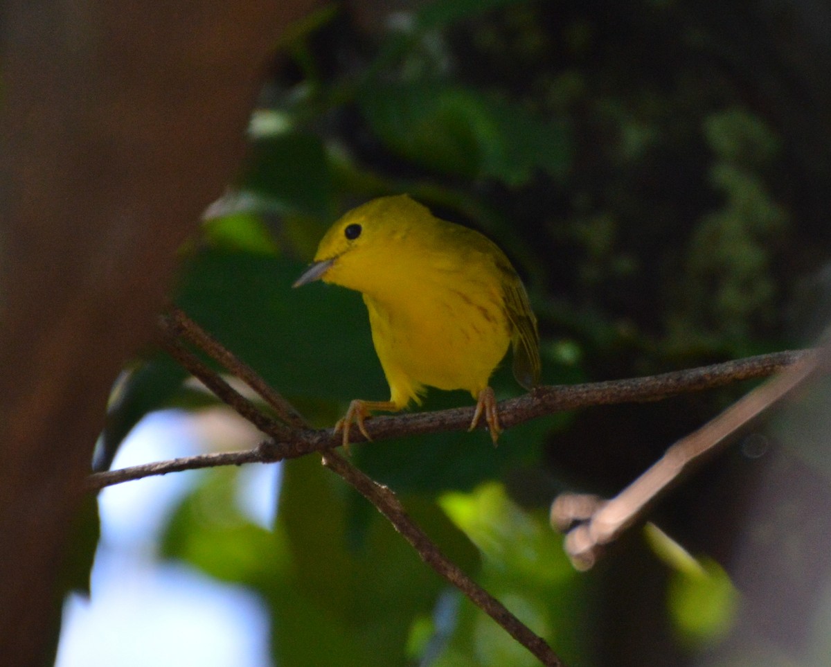 Yellow Warbler - Orlando Jarquín
