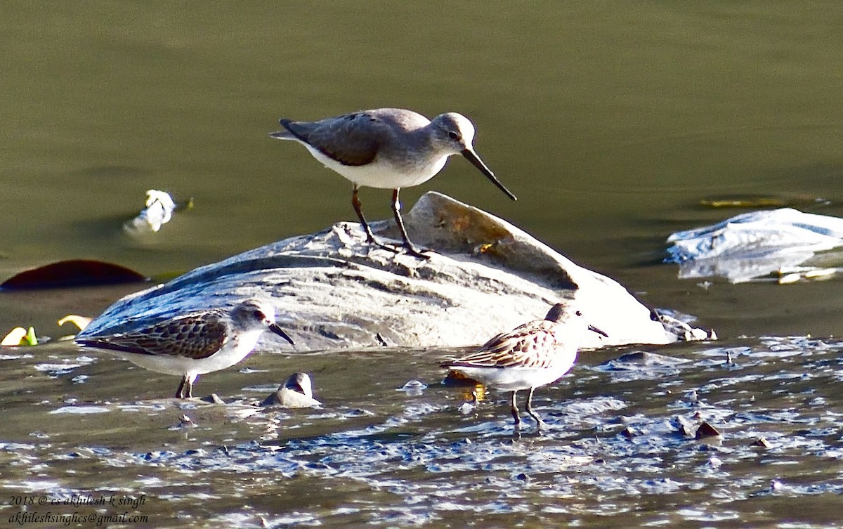 Terek Sandpiper - ML181545861