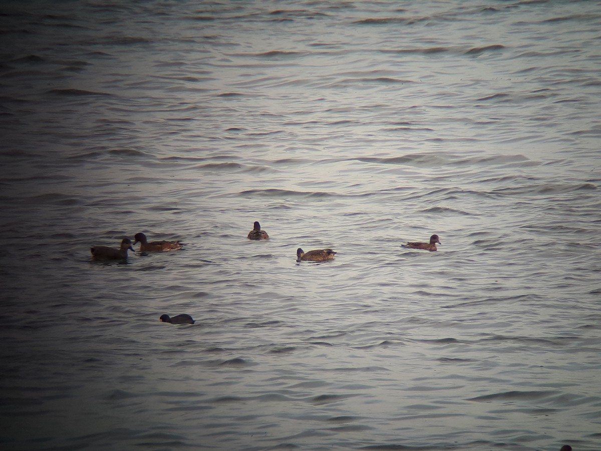 Falcated Duck - ML181546461